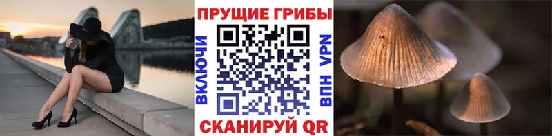 Псилоцибиновые грибы Psilocybine cubensis  Купить где  Качканар 